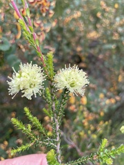 Kunzea sulphurea