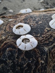 Chelonibia testudinaria