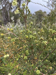 Kunzea sulphurea