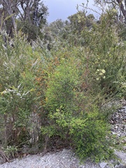 Kunzea sulphurea