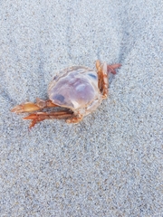 Polybius henslowii