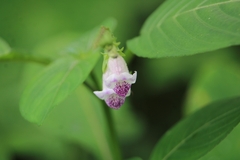 Asystasia dalzelliana
