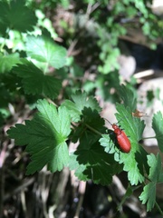 Pyrochroa serraticornis