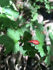 Pyrochroa serraticornis