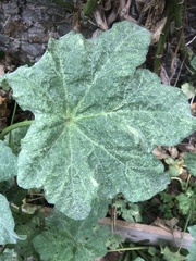 Malva arborea