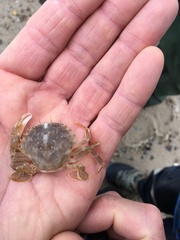 Liocarcinus holsatus