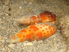 Mitra mitra