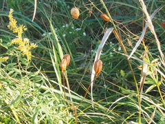 Lilium michiganense