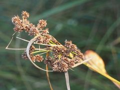 Scirpus atrovirens