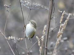 Phylloscopus collybita