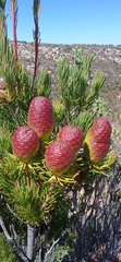 Leucadendron nobile