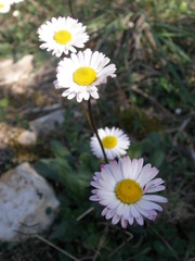 Bellis sylvestris