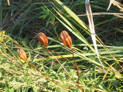 Lilium michiganense