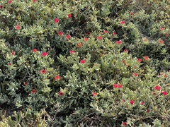 Malephora crocea