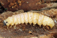 Anania hortulata