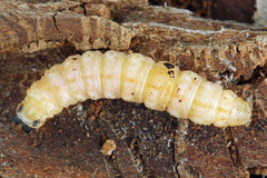 Anania hortulata
