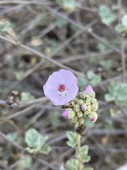 Malacothamnus fasciculatus