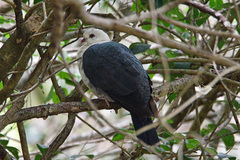 Columba leucomela