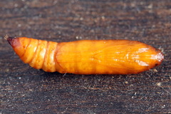 Anania hortulata