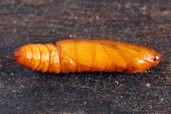 Anania hortulata