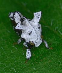 Notocera bituberculata