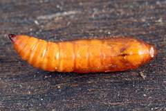 Anania hortulata