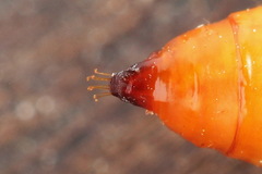 Anania hortulata