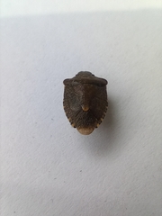 Peribalus strictus vernalis