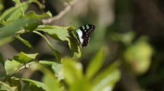 Graphium macleayanus