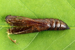 Anania hortulata