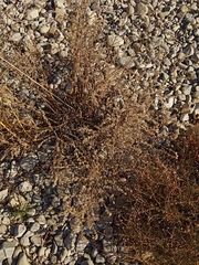 Echium vulgare pustulatum