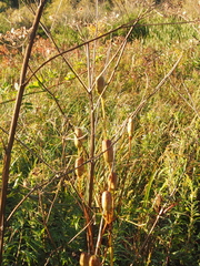 Lilium michiganense