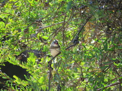 Stagonopleura guttata