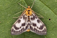 Anania hortulata