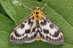 Anania hortulata