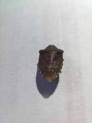 Peribalus strictus vernalis