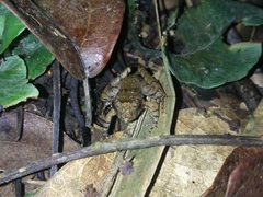 Limnonectes microdiscus