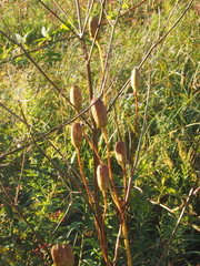 Lilium michiganense