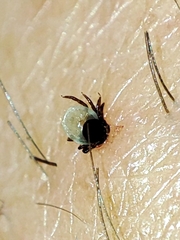 Ixodes