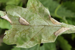Phyllonorycter lautella