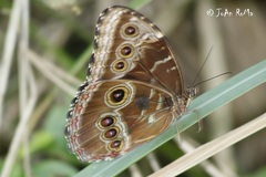 Morpho helenor montezuma