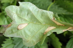 Phyllonorycter lautella
