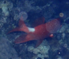 Sargocentron caudimaculatum