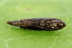 Phyllonorycter lautella
