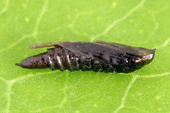 Phyllonorycter lautella