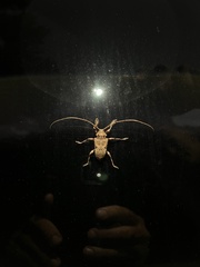 Lagocheirus araneiformis