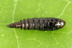 Phyllonorycter lautella