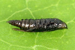 Phyllonorycter lautella