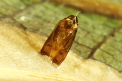 Phyllonorycter lautella
