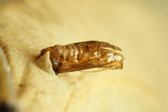 Phyllonorycter lautella